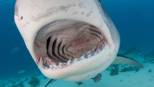 Tiger_shark1