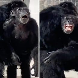 Chimpanzee Who "Never Felt Grass Beneath Her Feet Before" Bursts with Joy at Seeing Sky for First Time