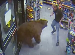 Hair-Raising Encounters With Deadly Creatures