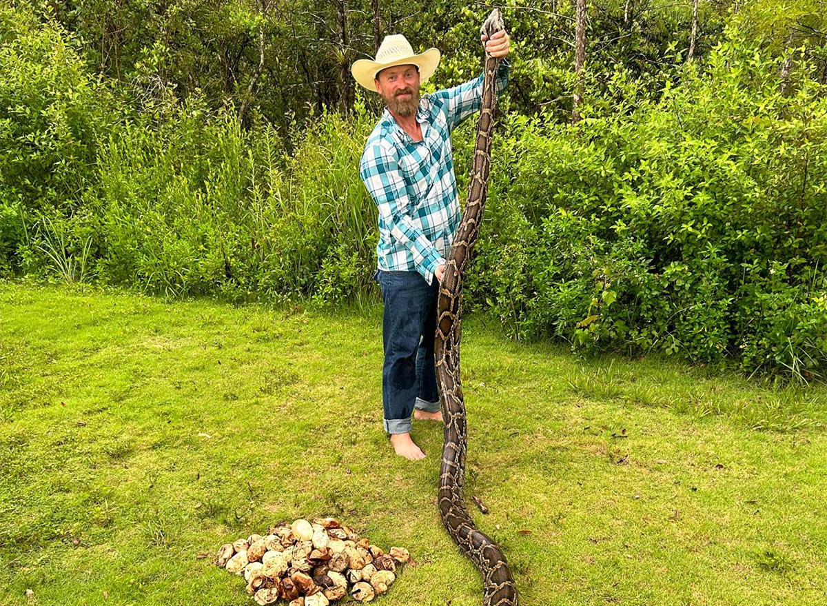 111 Invasive Baby Pythons Found in Single Nest, Setting Record