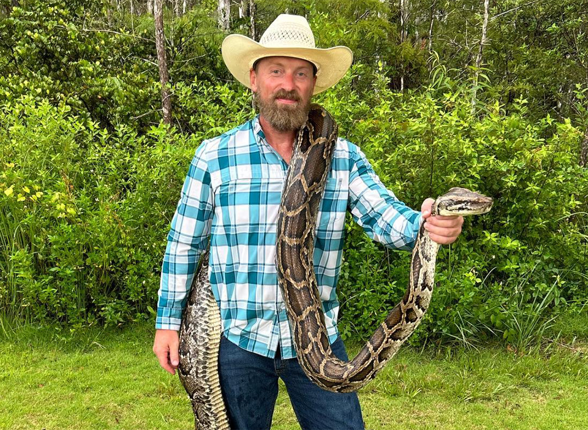 111 Invasive Baby Pythons Found in Single Nest, Setting Record