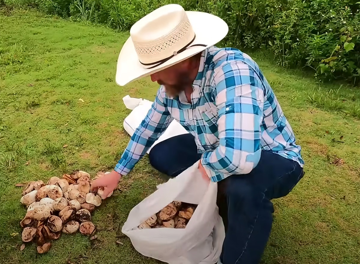 111 Invasive Baby Pythons Found in Single Nest, Setting Record