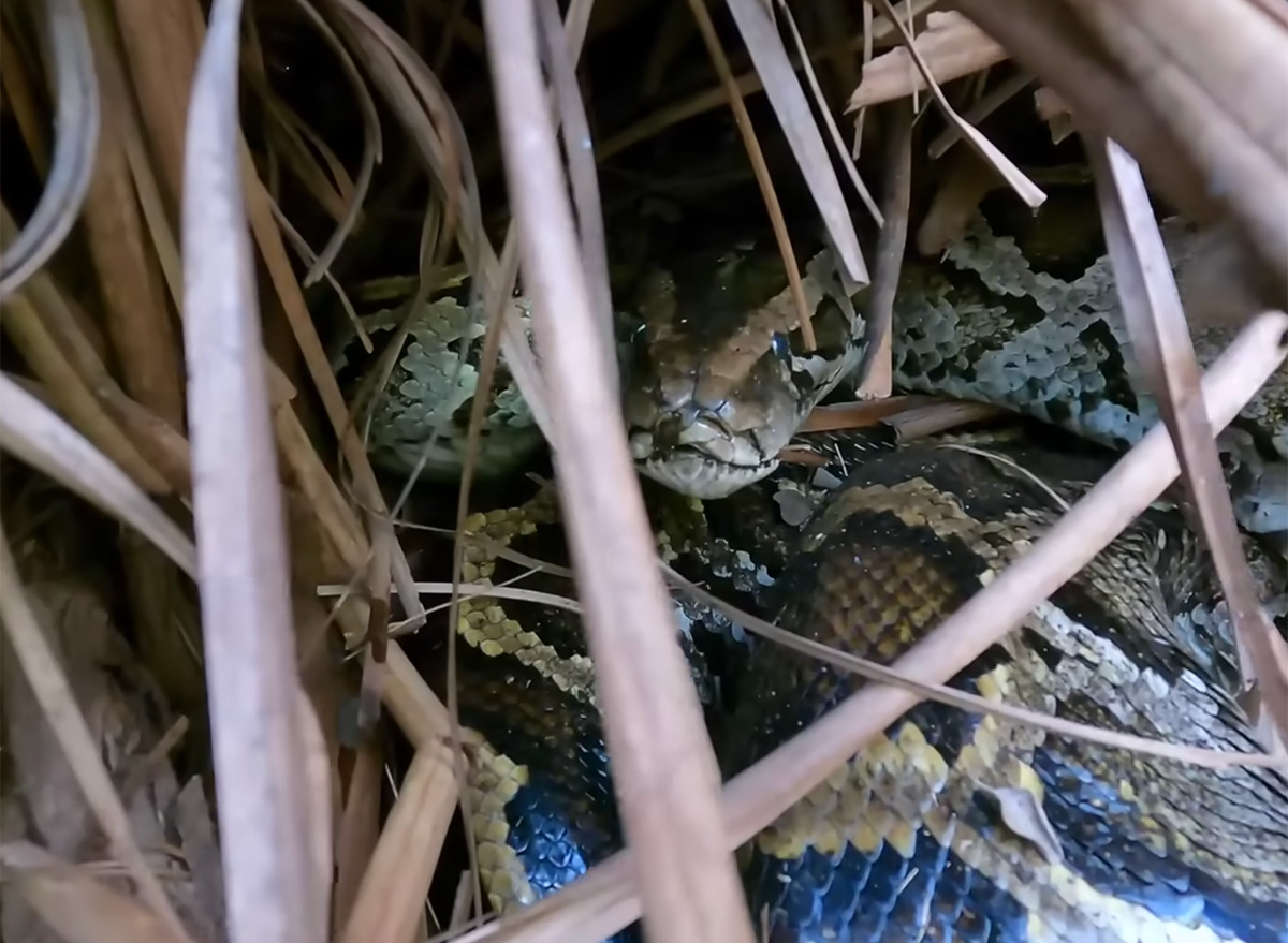 111 Invasive Baby Pythons Found in Single Nest, Setting Record