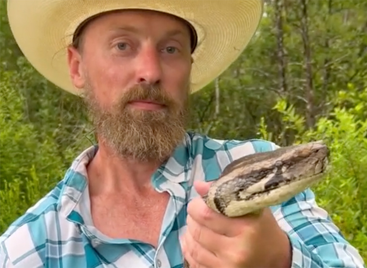 111 Invasive Baby Pythons Found in Single Nest, Setting Record