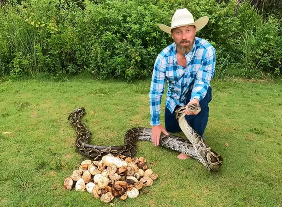 111 Invasive Baby Pythons Found in Single Nest, Setting Record