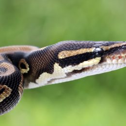 Ball phyton snake closeup head, Ball phyton snake closeup skin, Ball phyton snake closeup