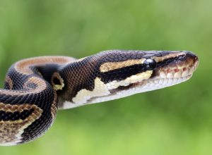 Ball phyton snake closeup head, Ball phyton snake closeup skin, Ball phyton snake closeup
