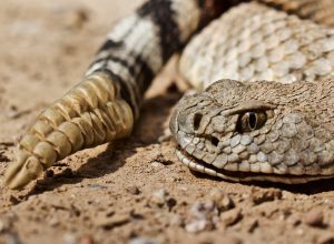 Rattlesnake Swallows Entire Mouse Trap