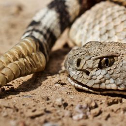 Rattlesnake Puts Driver in Serious Condition