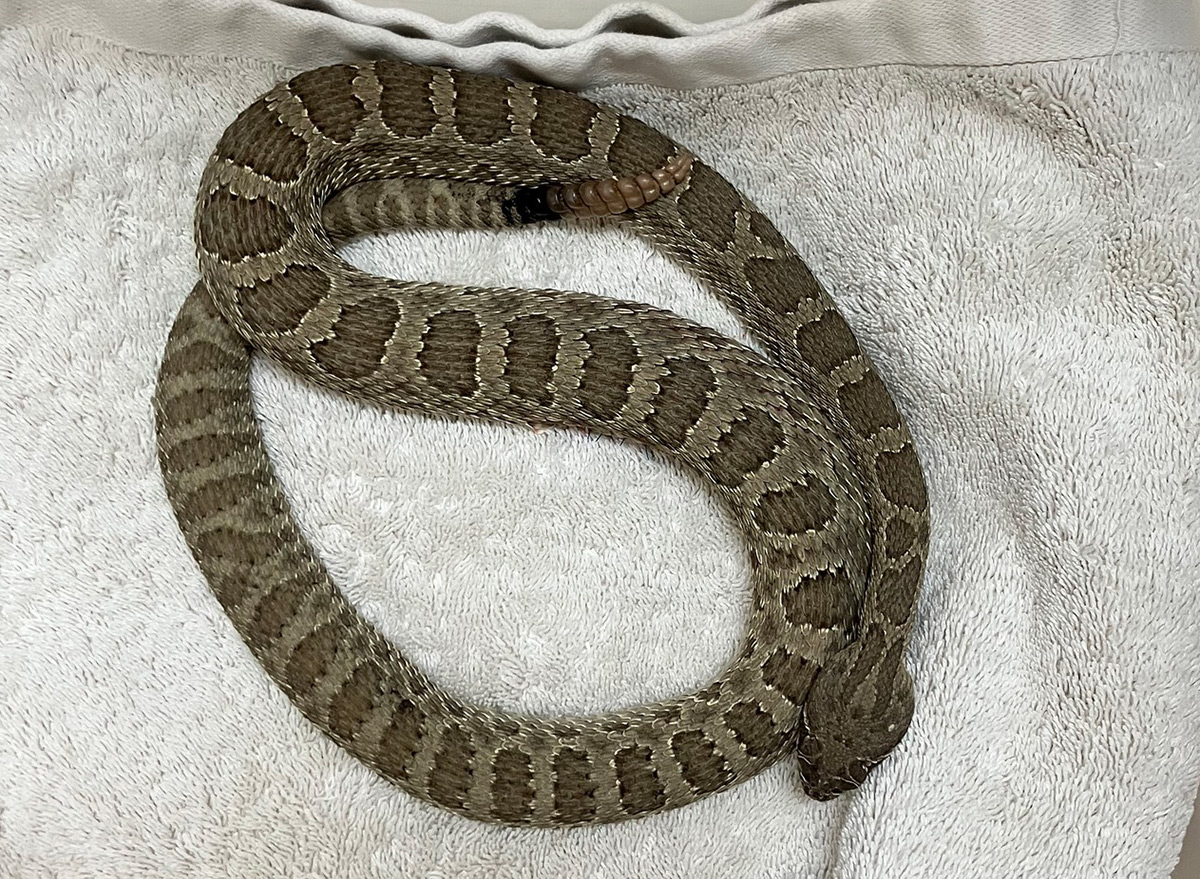 “Idiot” Rattlesnake Swallows Entire Mouse Trap, With Mouse in it