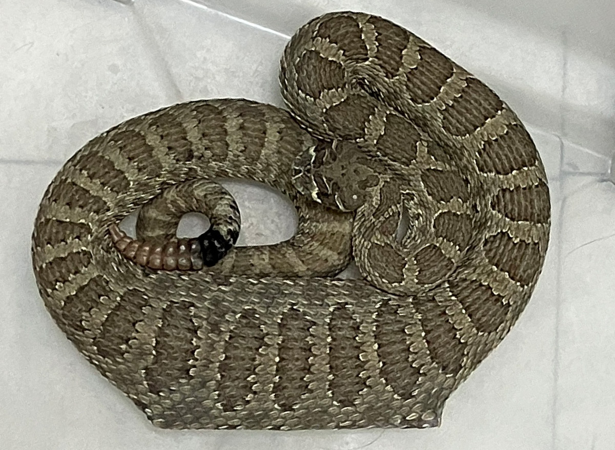 “Idiot” Rattlesnake Swallows Entire Mouse Trap, With Mouse in it