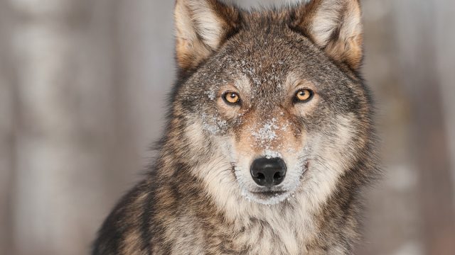 Grey,Wolf,(canis,Lupus),Portrait, ,Captive,Animal