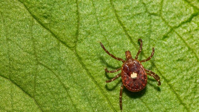 Lone,Star,Tick, ,Amblyomma,Americanum