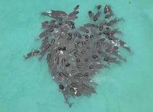 100 Whales Gather in Mysterious Heart Shape