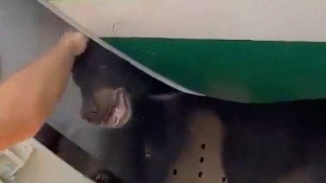 Bear Escapes Plane 2
