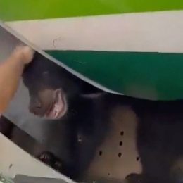 Bear Escapes Escapes from Crate on Plane