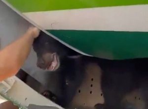 Bear Escapes Escapes from Crate on Plane