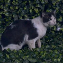 Cat Jumps Onto Field During Major League Baseball Game on Live TV