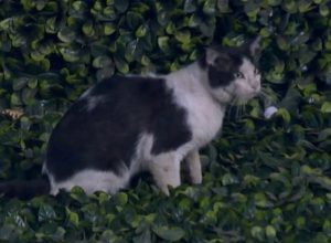 Cat Jumps Onto Field During Major League Baseball Game on Live TV