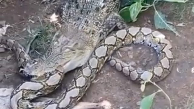 Crocodile_fights_Python8
