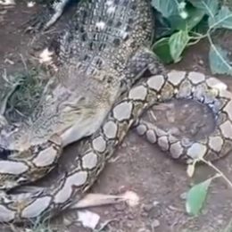 Crocodile Takes Down Python in Epic Battle
