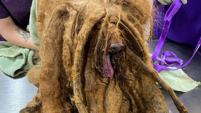 Dog_Covered_in_8_Pounds_of_Matted_Fur8