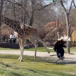Giraffe Takes Down Ostrich in Epic Zoo Brawl