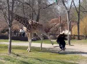 Giraffe Takes Down Ostrich in Epic Zoo Brawl