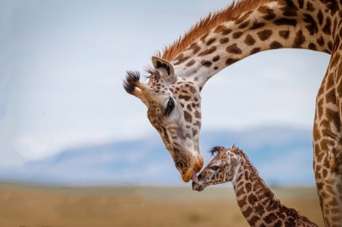 mother giraffe takes care of her little cub.