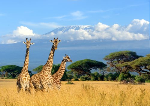 Three giraffe on Kilimanjaro mount background in National park of Kenya, Africa