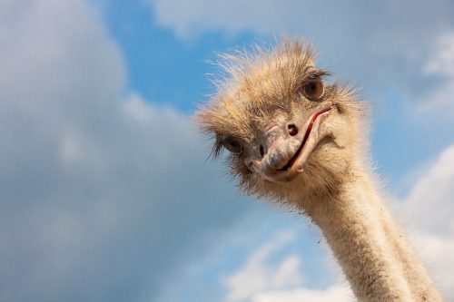Ostrich head closeup.
