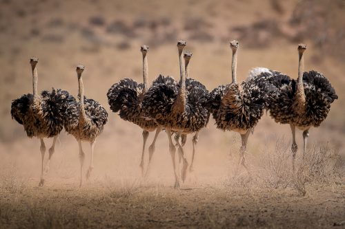 Ostriches running