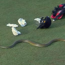 Stars Stunned as Snake Interrupts Sport Event
