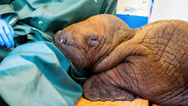 Baby walrus 1