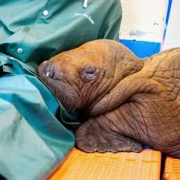 Walrus Gets "24/7 Cuddle Care" in Final Days