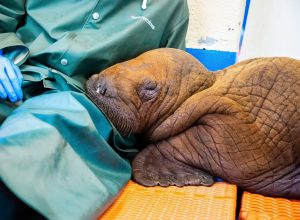 Walrus Gets "24/7 Cuddle Care" in Final Days