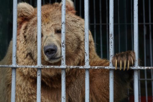 Big brown bear is sad behind the bars of a zoo