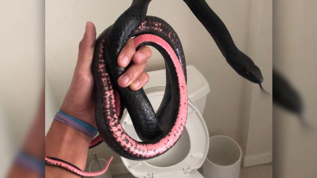 Black_and pink_Coachwhip_snake_in_toilet1