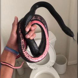 Terrifying Moment Woman Finds Snake Hiding in Toilet
