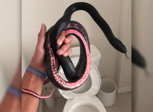 Terrifying Moment Woman Finds Snake Hiding in Toilet