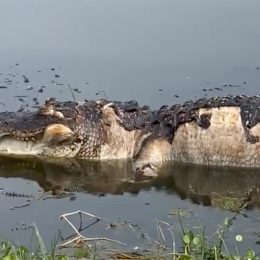 Dead Alligator Starts Moving
