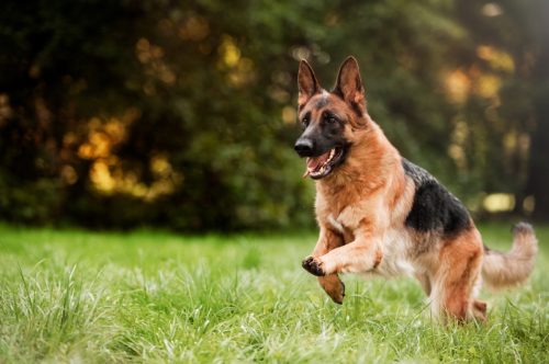 Running german shepherd dog