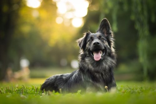 Young crossbreed dog (german shepherd) during sunset in grass.