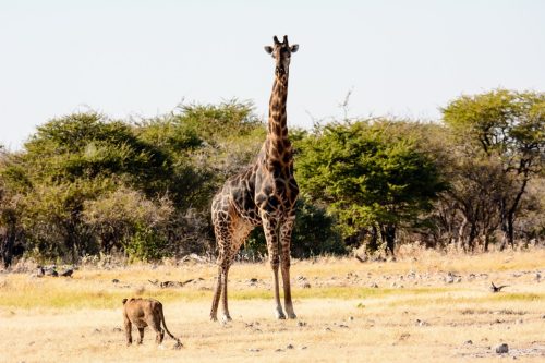 Young lion looking at a giraffe with fear or is it disdain