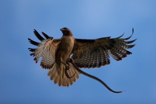 Very close view of a red-tailed hawk with a garter snake in its talons.