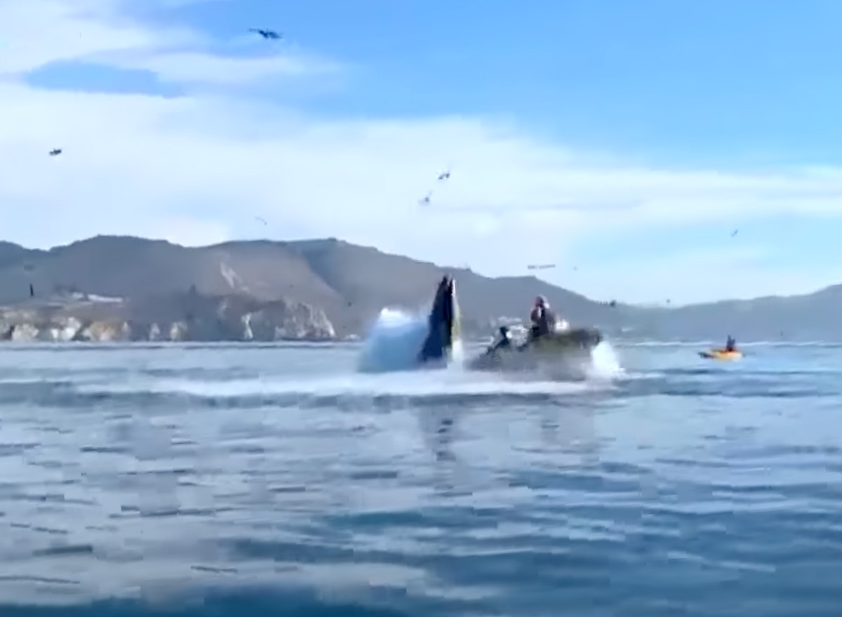 Kayaker Swallowed by Humpback Whale Tells Her Amazing Story