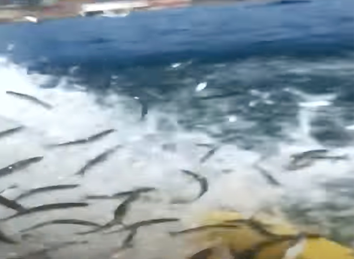 Kayaker Swallowed by Humpback Whale Tells Her Amazing Story