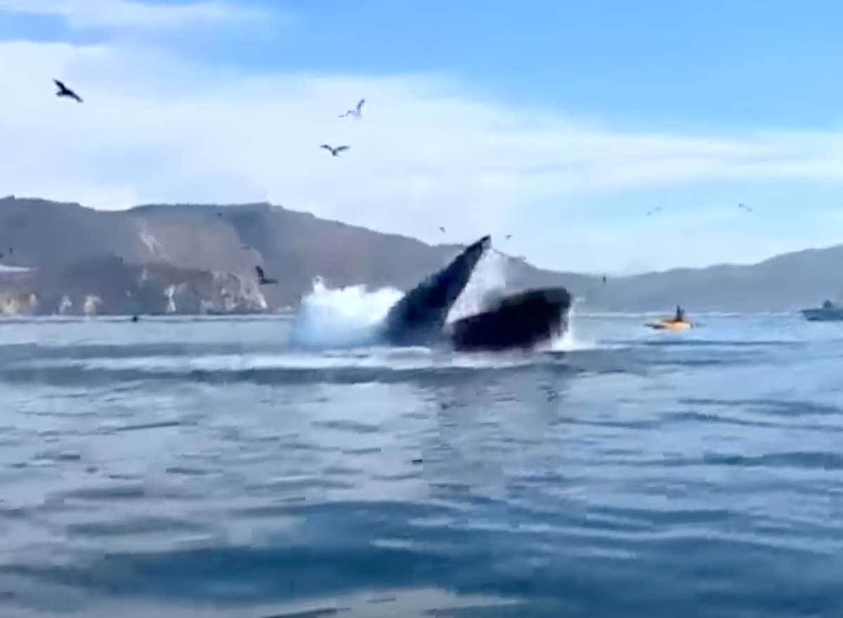 Kayaker Swallowed by Humpback Whale Tells Her Amazing Story