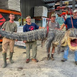 Record-Breaking Alligator Caught by Hunters