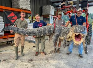 Record-Breaking Alligator Caught by Hunters